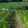 BLANC-2011-VENDANGES-004-640x480-.jpg